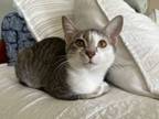Adopt Dusty (Foster Care) a Domestic Short Hair
