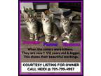 Adopt Flower & Blossom - COURTESY LISTING FOR OWNER a Domestic Short Hair