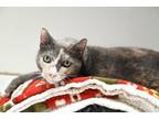 Adopt Moo Moo a Domestic Short Hair