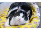 Adopt Atari a Domestic Short Hair