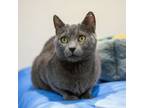 Adopt Xena a Domestic Short Hair