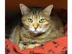 Adopt Rihanna a Domestic Short Hair