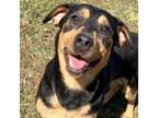 Adopt AMANDA a Hound