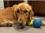 Adopt Lexi a Golden Retriever