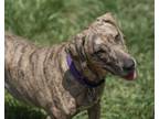 Adopt Cassie a Plott Hound