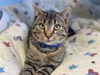 Adopt Justice a Tabby