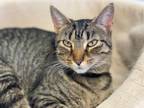 Adopt Penelope a Tabby