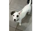 Adopt Olive a Jack Russell Terrier