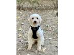 Adopt Rosie ~ a Poodle