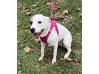Adopt Tilly~ a Parson Russell Terrier