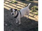 Adopt Shine a Jack Russell Terrier