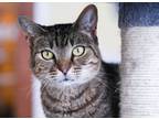 Adopt Awan a Tabby, Domestic Short Hair