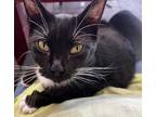 Adopt Sweetie a Tuxedo, American Bobtail