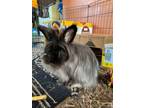 Adopt Rumi a Lionhead