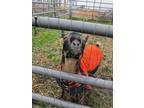 Adopt Waffles a Pygmy, Goat