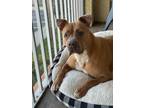 Adopt Mia a American Staffordshire Terrier, Pit Bull Terrier