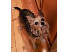 Adopt Daisy Lady a Terrier, Yorkshire Terrier