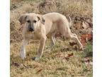 Adopt Braylee2 a Shepherd, Labrador Retriever