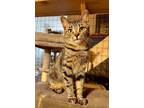 Adopt Latitude a Domestic Short Hair