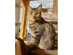 Adopt Longitude a Domestic Short Hair