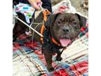 Adopt Pepper a Shar-Pei