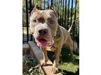 Adopt KeKe a American Staffordshire Terrier