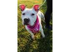 Adopt Xena a Pit Bull Terrier