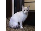 Adopt Cloud a Siamese