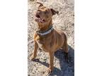 Adopt Gypsy a Pit Bull Terrier