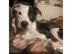 Adopt Asunda a Pit Bull Terrier