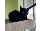 Adopt Lucky Day a Domestic Short Hair