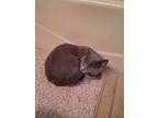 Adopt Gracie a Chartreux, Russian Blue
