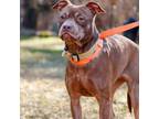 Adopt Honey a American Staffordshire Terrier