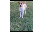 Adopt Willow a Anatolian Shepherd