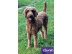 Adopt Claret and Marsanne Bonded Pair a Poodle, Goldendoodle