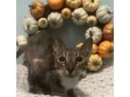 Adopt Nadia a Domestic Short Hair