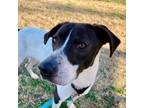 Adopt Gravy a Pointer