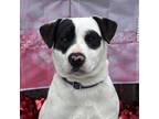 Adopt Rocky Raccoon...HOW has he not been adopted yet?! :( a Pointer