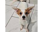 Adopt Rascal a Jack Russell Terrier, Mixed Breed