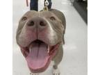 Adopt Grizz Bear a Staffordshire Bull Terrier, Mixed Breed