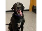 Adopt Finn a Black Labrador Retriever, Hound