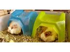 Adopt Bing / Ding a Guinea Pig