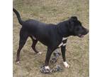 Adopt ACAC-Stray-ac751/23-13126/Tim a Black Labrador Retriever