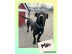 Adopt Milo a Basset Hound, Staffordshire Bull Terrier