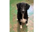 Adopt Curly 23 a Border Collie, Poodle