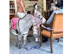 Adorable Therapy Miniature Donkey