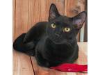 Adopt Freddy a Domestic Short Hair