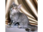 Adopt Pufnstuf a Tabby, Domestic Short Hair