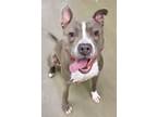 Adopt Lancaster a Pit Bull Terrier, Mixed Breed