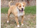 Adopt Boscoe a Pit Bull Terrier, Mixed Breed